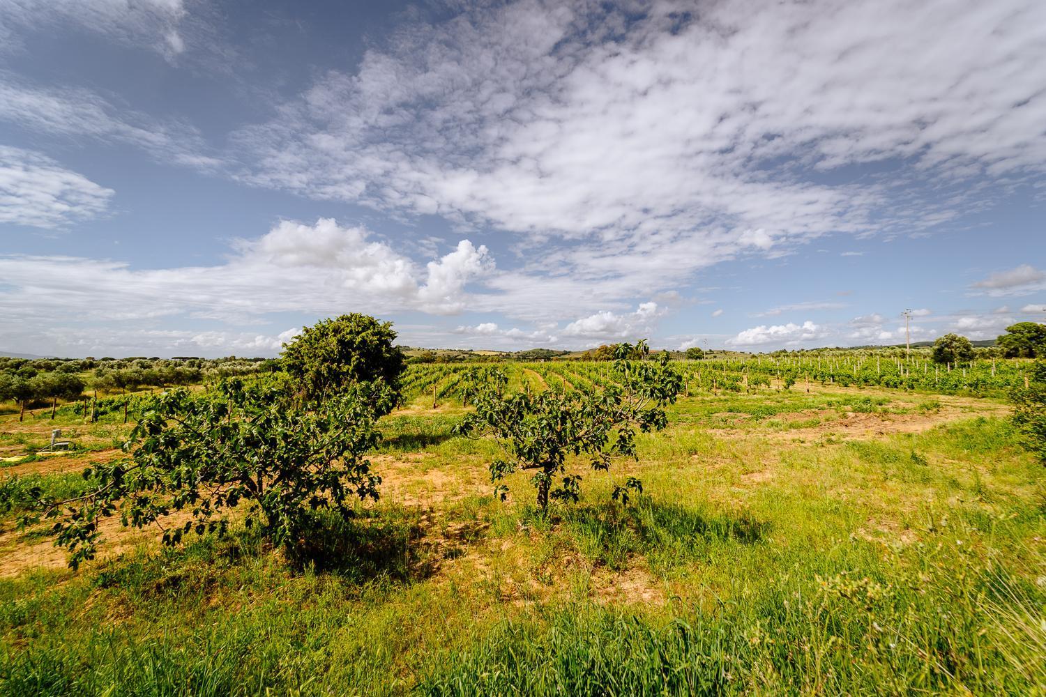 Agriturismo Bio Podere 109 - Wine&Food Alberese Eksteriør bilde